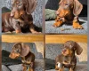 Dachshund (Miniature Smooth Haired)