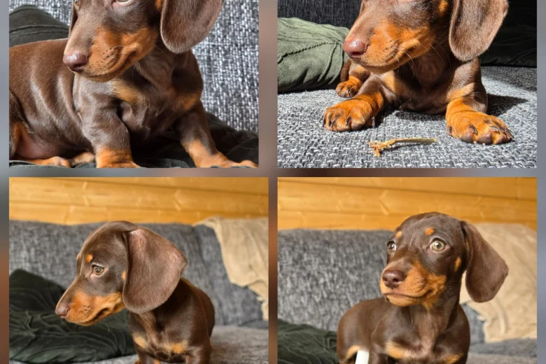 Dachshund (Miniature Smooth Haired)