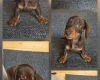Dachshund (Miniature Smooth Haired)