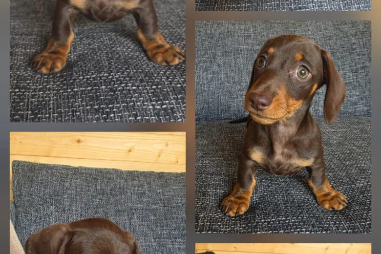 Dachshund (Miniature Smooth Haired)