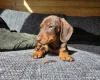 Dachshund (Miniature Smooth Haired)