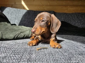 Dachshund (Miniature Smooth Haired)