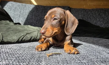 Dachshund (Miniature Smooth Haired)
