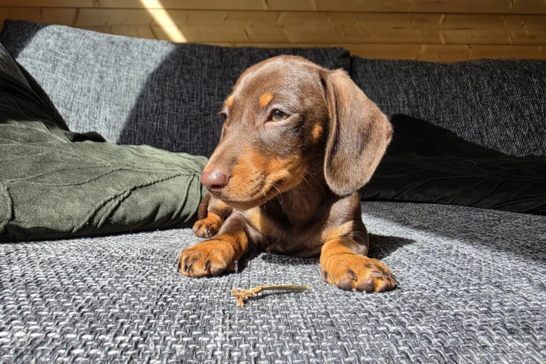 Dachshund (Miniature Smooth Haired)