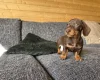 Dachshund (Miniature Smooth Haired)