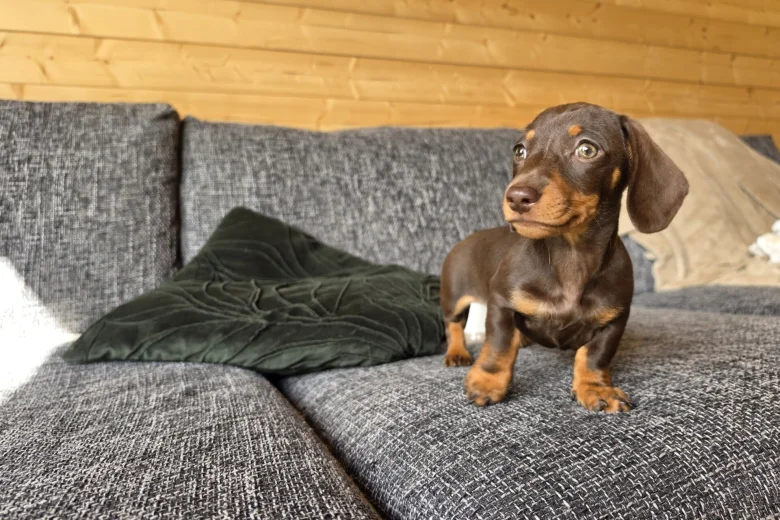 Dachshund (Miniature Smooth Haired)