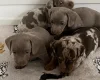 Dachshund (Miniature Smooth Haired)