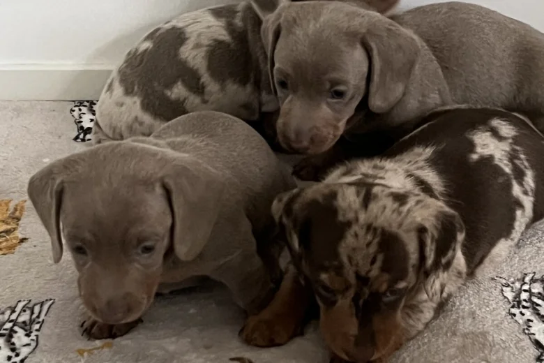 Dachshund (Miniature Smooth Haired)
