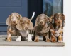 Dachshund (Miniature Smooth Haired)