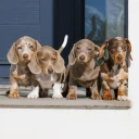 Dachshund (Miniature Smooth Haired)