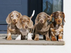 Dachshund (Miniature Smooth Haired)