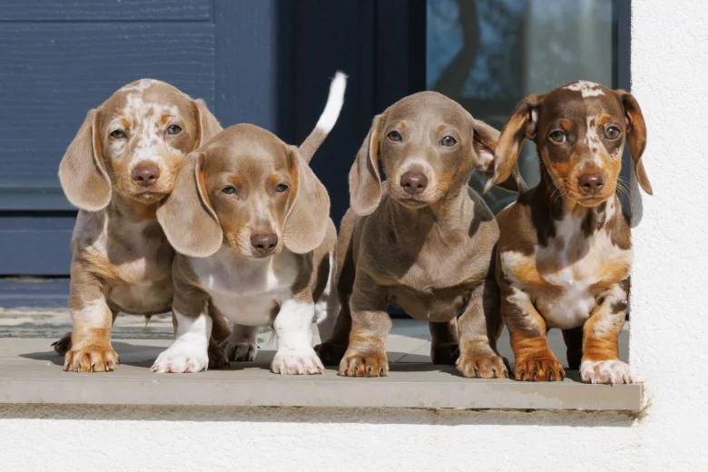 Dachshund (Miniature Smooth Haired)