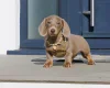 Dachshund (Miniature Smooth Haired)