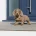 Dachshund (Miniature Smooth Haired)