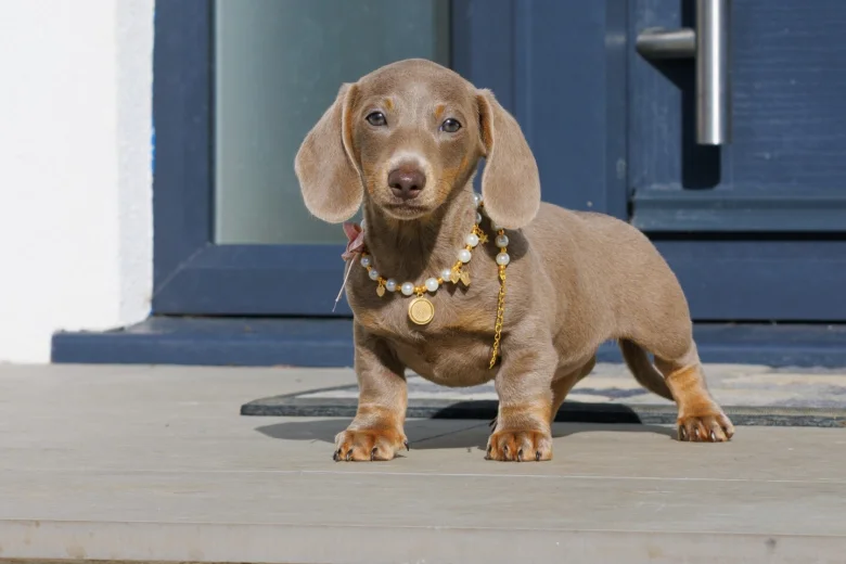 Dachshund (Miniature Smooth Haired)