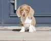 Dachshund (Miniature Smooth Haired)