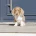 Dachshund (Miniature Smooth Haired)