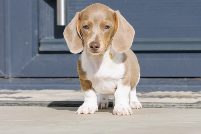 Dachshund (Miniature Smooth Haired)