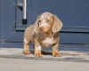 Dachshund (Miniature Smooth Haired)