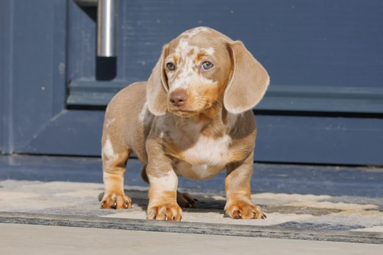 Dachshund (Miniature Smooth Haired)