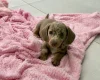 Dachshund (Miniature Smooth Haired)