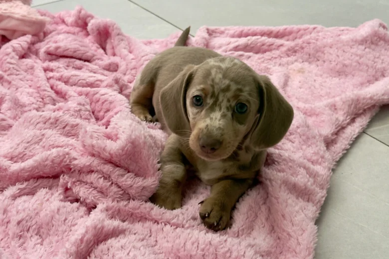 Dachshund (Miniature Smooth Haired)