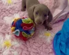 Dachshund (Miniature Smooth Haired)
