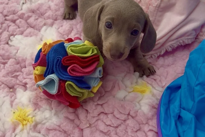 Dachshund (Miniature Smooth Haired)