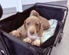 Dachshund (Miniature Smooth Haired)