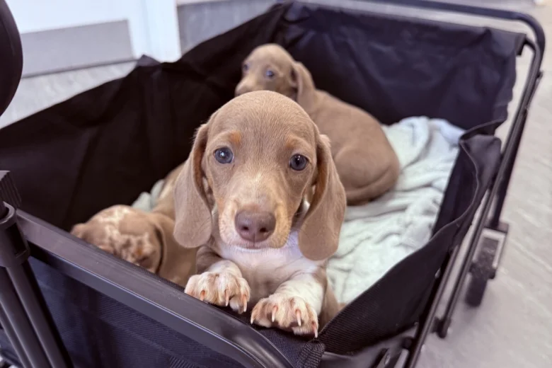 Dachshund (Miniature Smooth Haired)