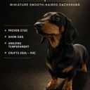 Dachshund (Miniature Smooth Haired)