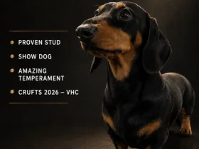 Dachshund (Miniature Smooth Haired)