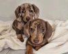 Dachshund (Miniature Smooth Haired)