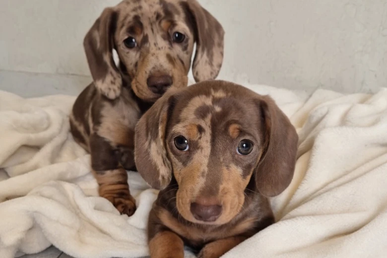Dachshund (Miniature Smooth Haired)