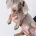 Dachshund (Miniature Smooth Haired)