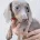 Dachshund (Miniature Smooth Haired)