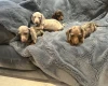 Dachshund (Miniature Smooth Haired)