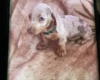 Dachshund (Miniature Smooth Haired)