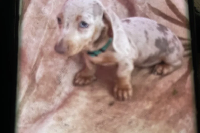 Dachshund (Miniature Smooth Haired)