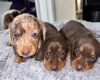 Dachshund (Miniature Smooth Haired)