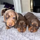 Dachshund (Miniature Smooth Haired)
