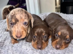 Dachshund (Miniature Smooth Haired)