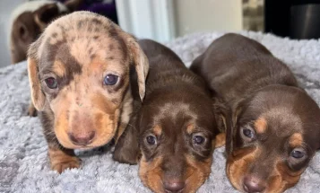 Dachshund (Miniature Smooth Haired)
