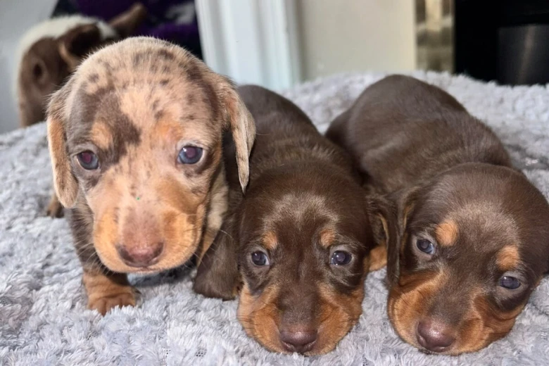 Dachshund (Miniature Smooth Haired)