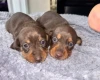 Dachshund (Miniature Smooth Haired)