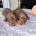 Dachshund (Miniature Smooth Haired)