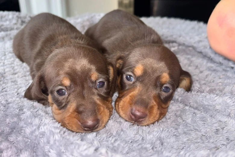Dachshund (Miniature Smooth Haired)