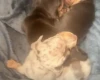 Dachshund (Miniature Smooth Haired)