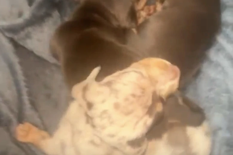 Dachshund (Miniature Smooth Haired)
