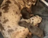 Dachshund (Miniature Smooth Haired)